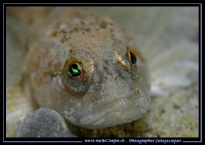 Face to face with this beautiful Bullhead, freshwater scu... by Michel Lonfat 